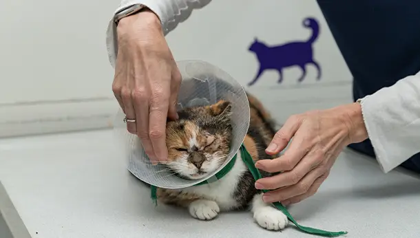 Chat avec collar