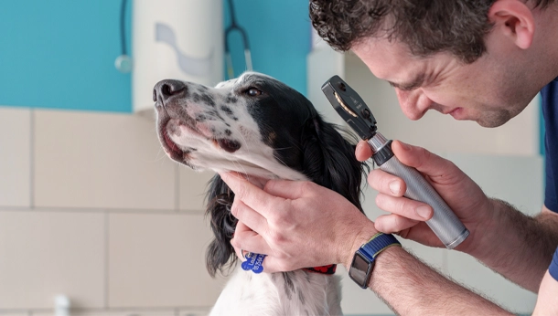 Vétérinaire avec chien blanc et noir