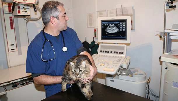 Echographie abdominale Clinique vétérinaire Foch à Meaux