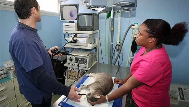 Endoscopie Clinique vétérinaire Foch à Meaux