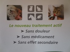 Therapie laser - Clinique veterinaire du Grand Fief