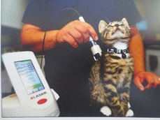 Therapie laser flyer - Clinique veterinaire du Grand Fief