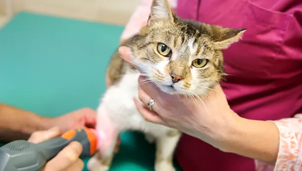 zoom sur chat thérapie laser