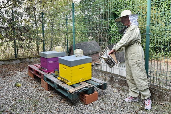 apiculture