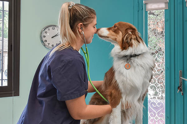 veterinaire en consultation canine