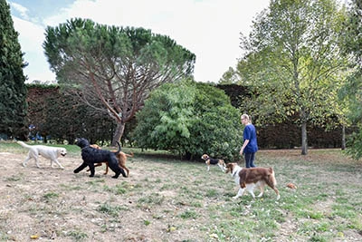 chiens et asv au parc