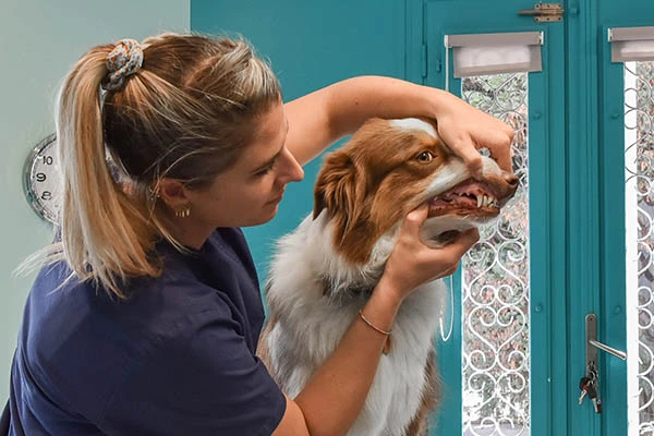 dentisterie -veto et chien