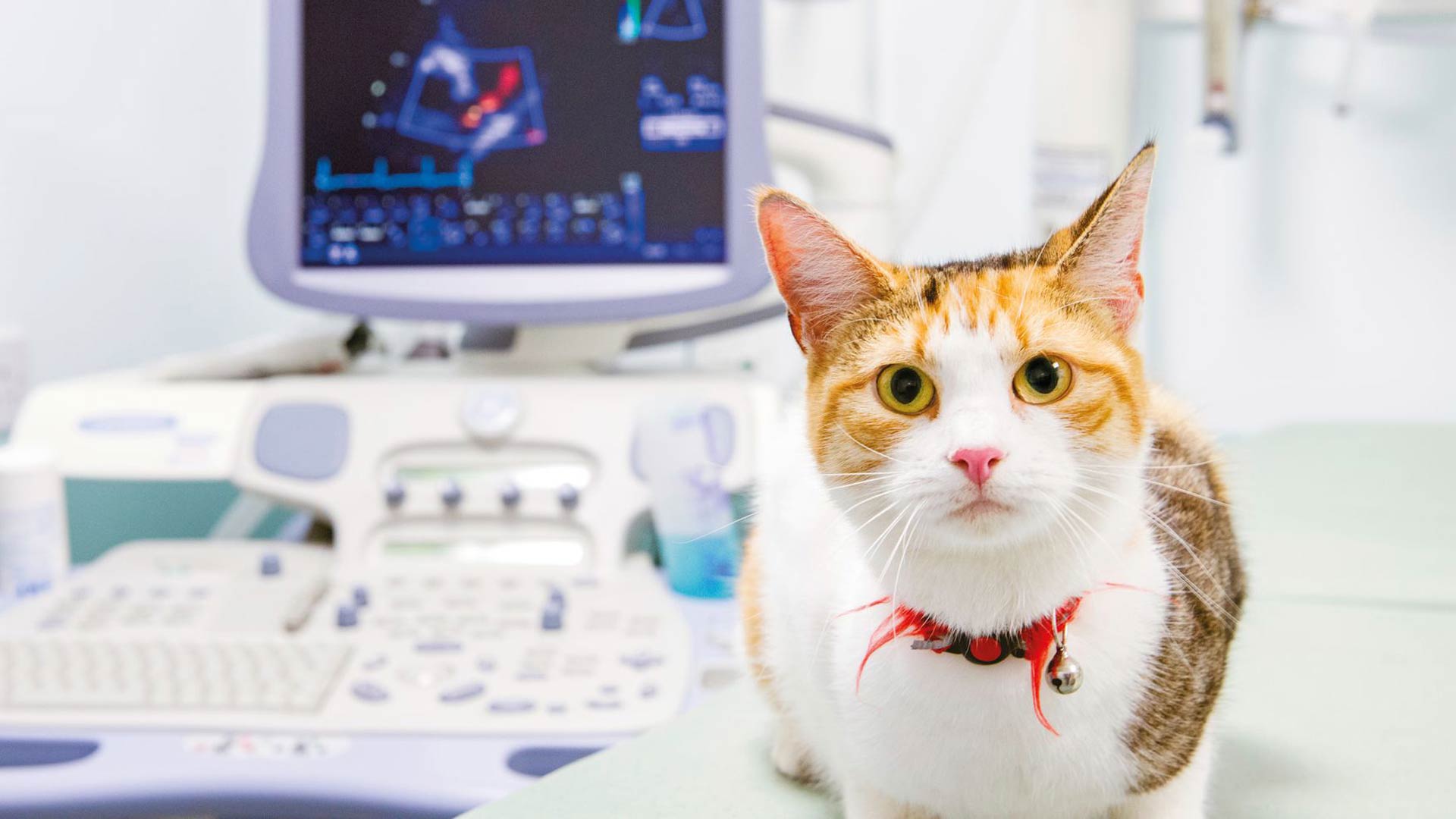 Services vétérinaires Vétérinaires locaux à La CroixSaintOuen