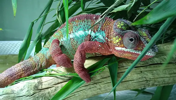 Chameleon