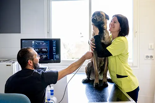 vétérinaire souriant avec chien