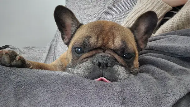 French bulldog bebe