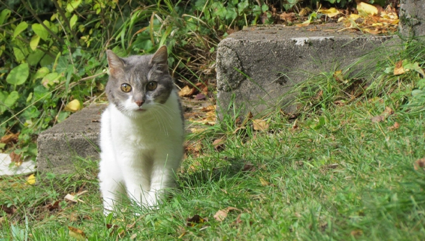 Herbe chat