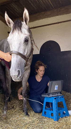 échographie cheval