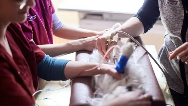 Chien oscultation gros plan