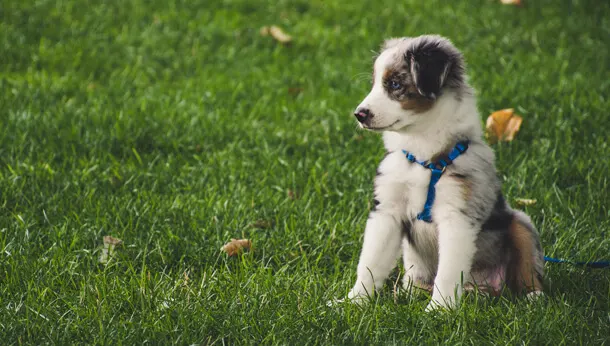 Jeune chien dans un parc