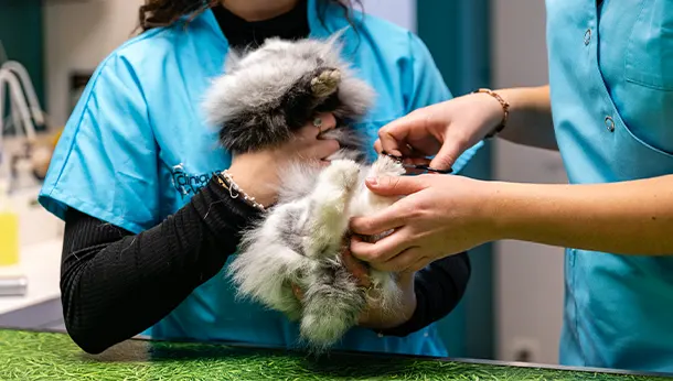 Coupe des griffes d'un lapin NAC