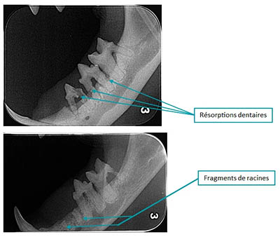 Radio 2 Vet Ouest Dentisterie