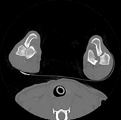 scanner chien