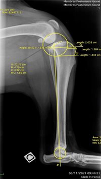 radiographie et diagnostic rupture du ligament croisé crânial