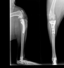 radiographie rupture du ligament croisé crânial chien