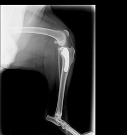 radiographie rupture du ligament croisé crânial chien